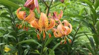 Lilium martagon `Peppard Gold`